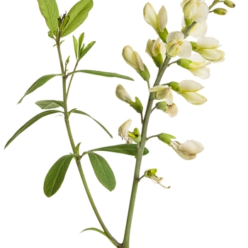 Baptisia 'Vanilla Cream' USPP 25,663