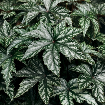 Begonia 'Pegasus®' 