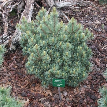 Pinus strobus 'Kruger's Lilliput' 