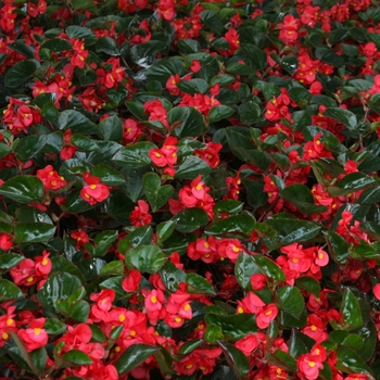 Begonia benariensis Surefire® Red