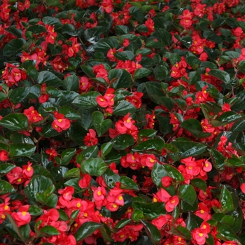 Begonia benariensis