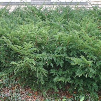 Taxus x media 'Green Wave' 