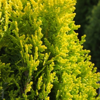 Thuja orientalis 'Westmont' 