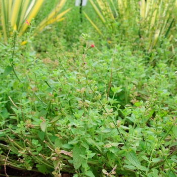 Stachys coccinea