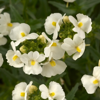 Nemesia fruticans Nesia™ 'White'