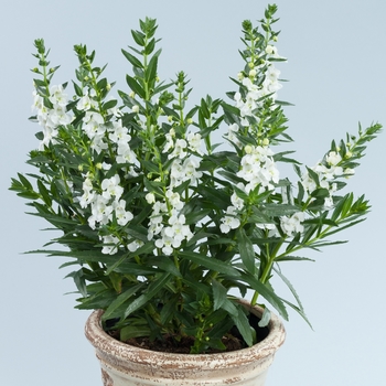 Angelonia angustifolia 'Big Snow' 