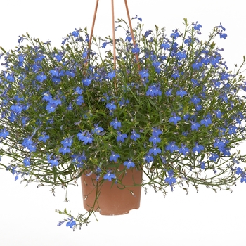 Lobelia erinus 'Anabel® Brilliant Blue'