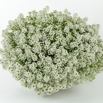 Lobularia 'Silver Stream™'