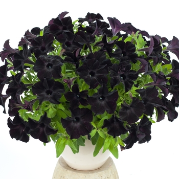 Petunia 'Black Ray' 