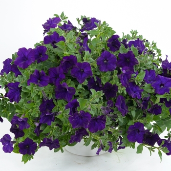 Petunia 'Blue Ray™'