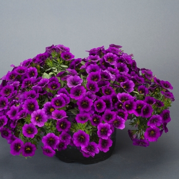 Calibrachoa 'Ultra Purple' 