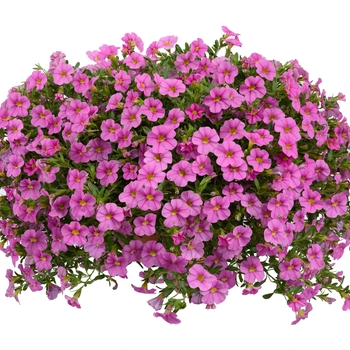 Calibrachoa 'Mega Pink' 