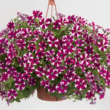 Petunia 'Bicolor Cabernet' 