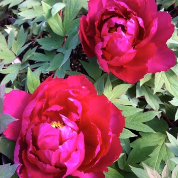 Paeonia suffruticosa 'Rimpoh ('Feathers of a Heavenly Bird')'