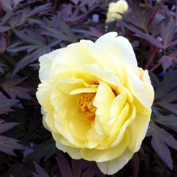 Paeonia suffruticosa 'Kinshi ('Golden Bird')'