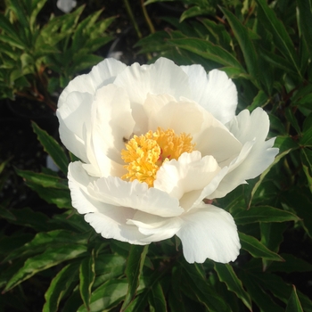 Paeonia lactiflora 'Jan Van Leeuwen'