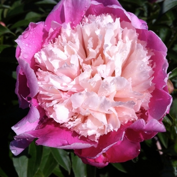 Paeonia lactiflora 'Cora Stubbs'