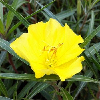 Oenothera macrocarpa ssp. fremontii 'Silver Wings' 