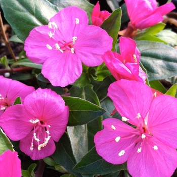 Oenothera kunthiana 'Glowing Magenta' 