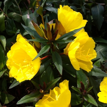 Oenothera fruticosa 'Fireworks (Fyrverkeri)' 