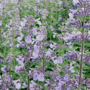 Nepeta grandiflora 'Dawn to Dusk'