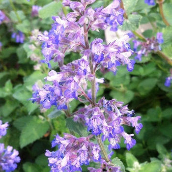 Nepeta 'Dropmore'