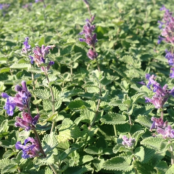 Nepeta 'Early Bird' 