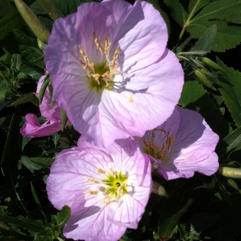 Oenothera berlandieri 'Siskiyou'