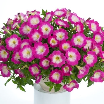 Petunia 'Hot Pink' 