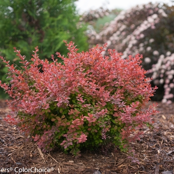 Berberis thunbergii 'Celeste' PP24586