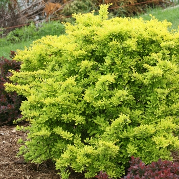 Berberis thunbergii 'Sunjoy Citrus®'