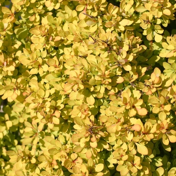 Berberis thunbergii 'Sunjoy Mini Saffron®'