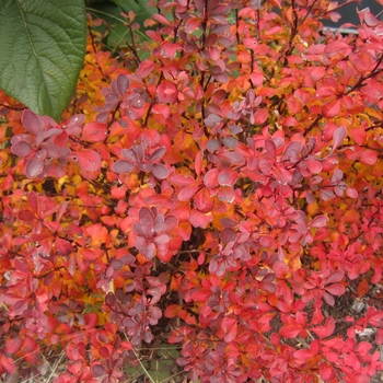 Berberis thunbergii 'Sunjoy Mini Salsa®'