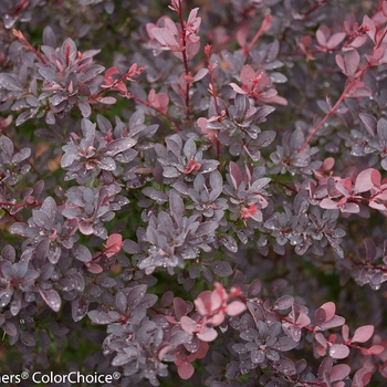 Berberis thunbergii 'Helen' PP24819