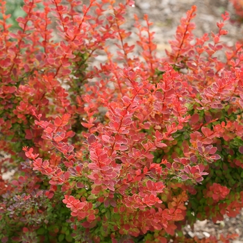 Berberis thunbergii 'Sunjoy Tangelo®'