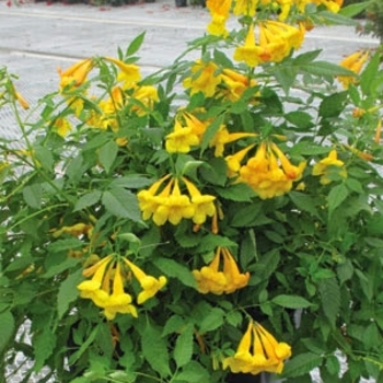 Campsis 'Tacoma Yellow' 