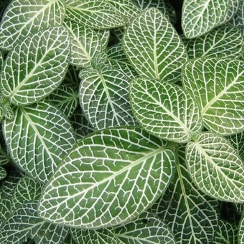 Fittonia verschaffelti