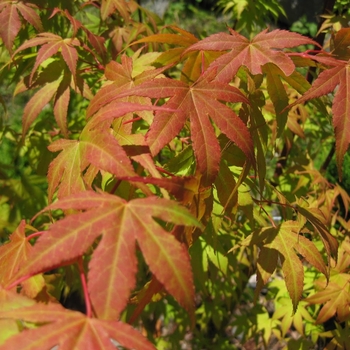 Acer x pseudosieboldianum Final Fire® ('IsFinFi') - Iseli Nursery