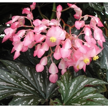 Begonia 'Sophia' 