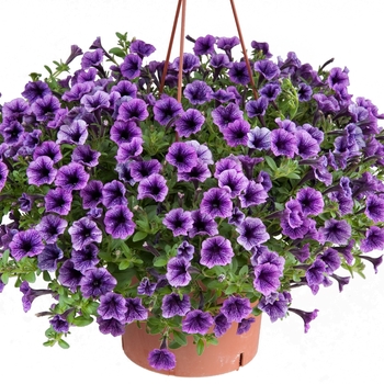 Petunia 'Littletunia™ Blue Vein'