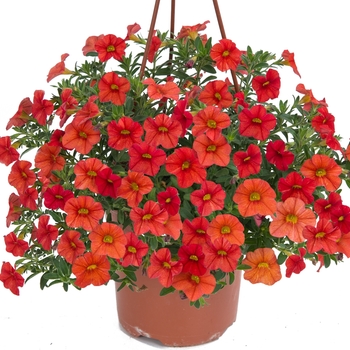 Calibrachoa Noa® 'Papaya'