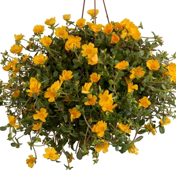 Portulaca oleracea 'Jumbo Yellow' 