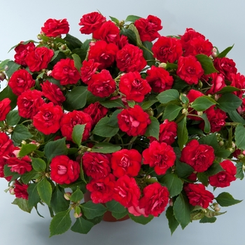 Impatiens walleriana Musica™ 'Musica™ Elegant Red'