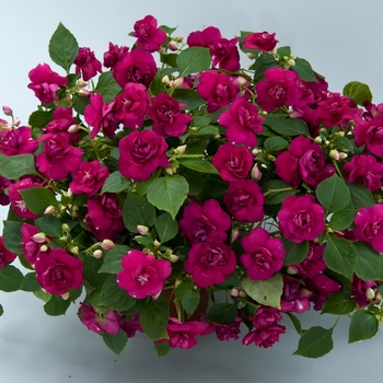 Impatiens walleriana 'Musica™ Magenta' 