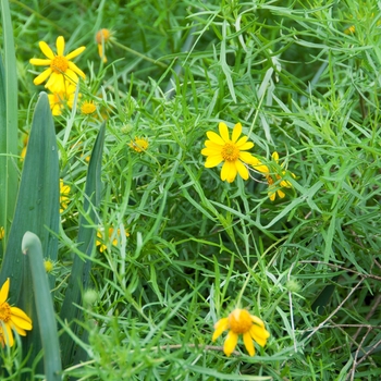 Wedelia hispida 'Devil's River' (090195)