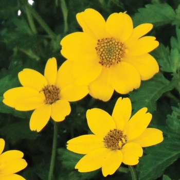 Bidens 'Bits Of Gold™' 