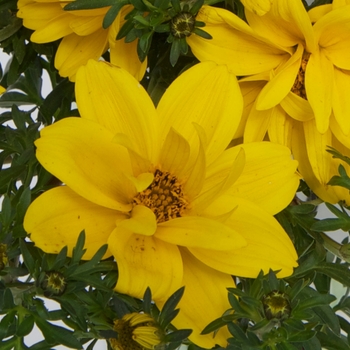 Bidens 'Majesty™'