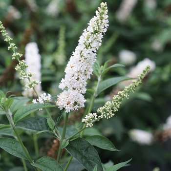 Buddleia 'Miss Pearl' PP28553, CBR6344