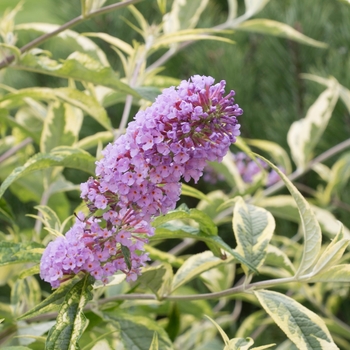 Buddleia 'Summer Skies'