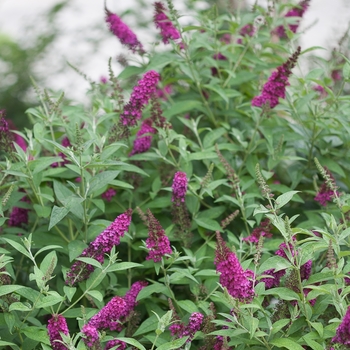 Buddleia 'Miss Molly'